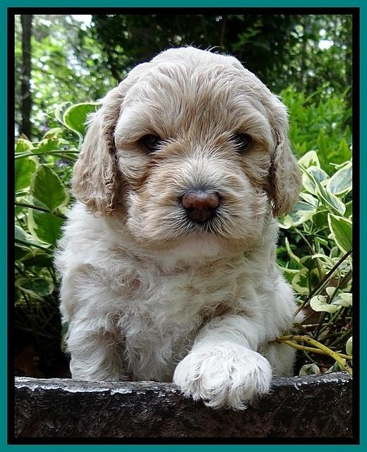 Jolie Buster pups 4 wks old 200