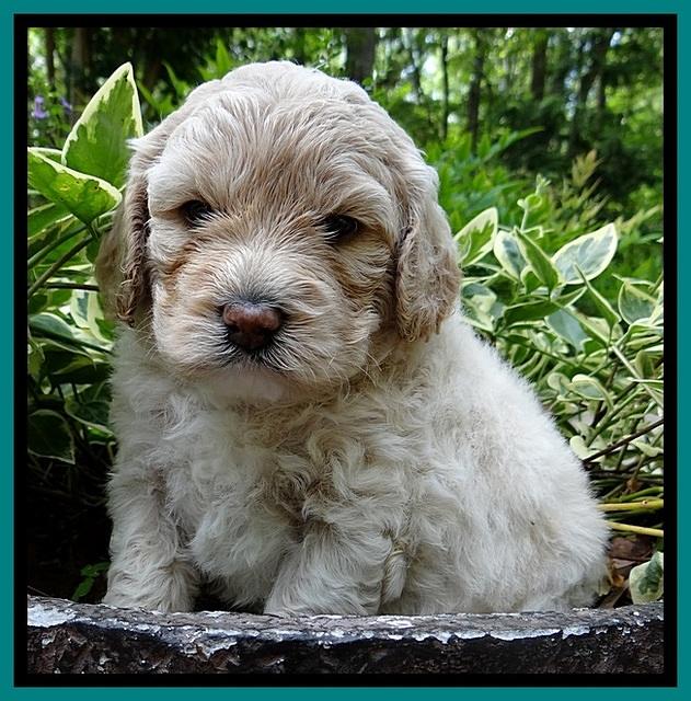 Jolie Buster pups 4 wks old 210