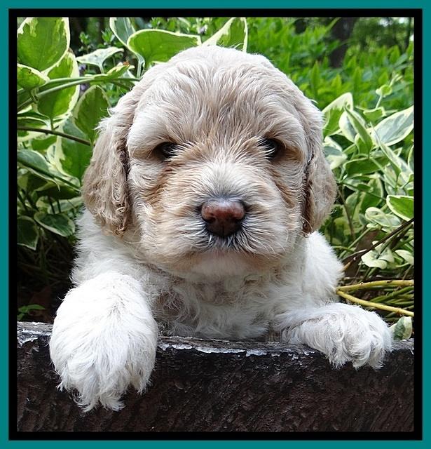 Jolie Buster pups 4 wks old 220