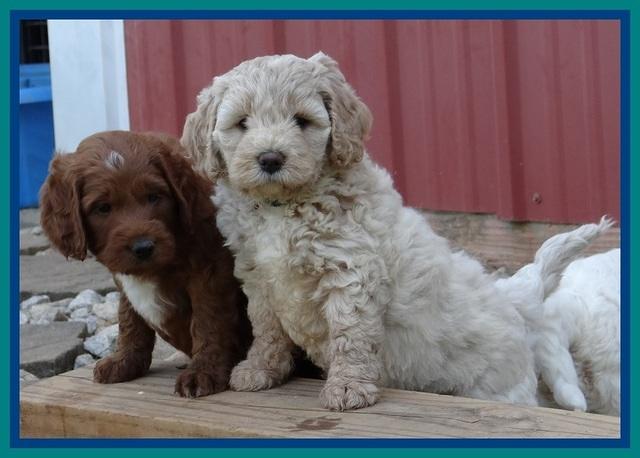 Jolie Buster pups 6.5 wks old 211