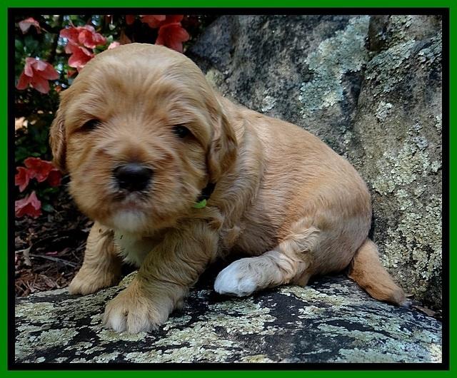 Jolie Buster 3 wks old 341