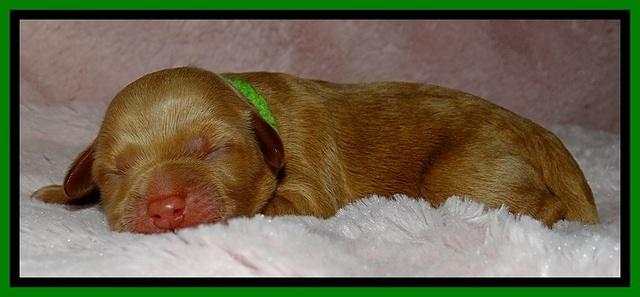 Jolie Buster puppies newborn 9 161