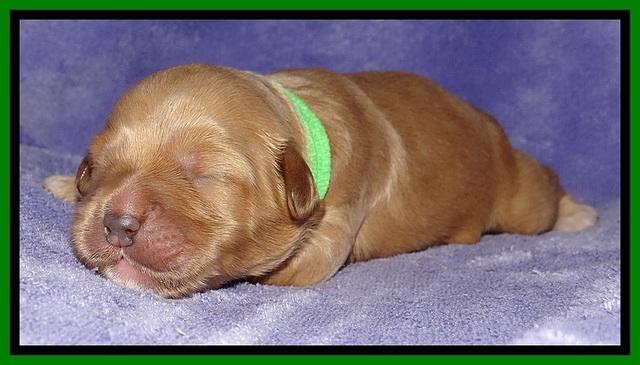 Jolie Buster pups 1 wk old 281