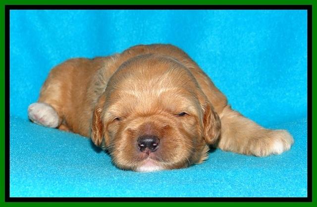 Jolie Buster pups 2 wks old 390