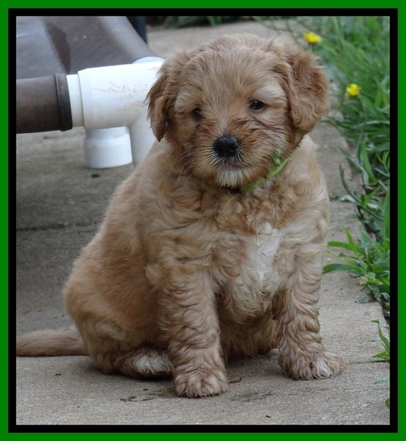 Jolie Buster pups 6.5 wks old 11