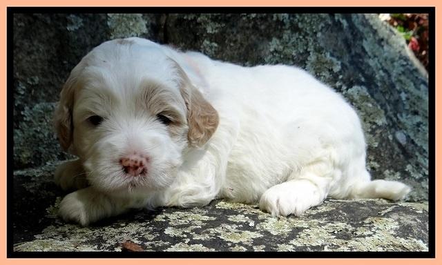 Jolie Buster 3 wks old 401