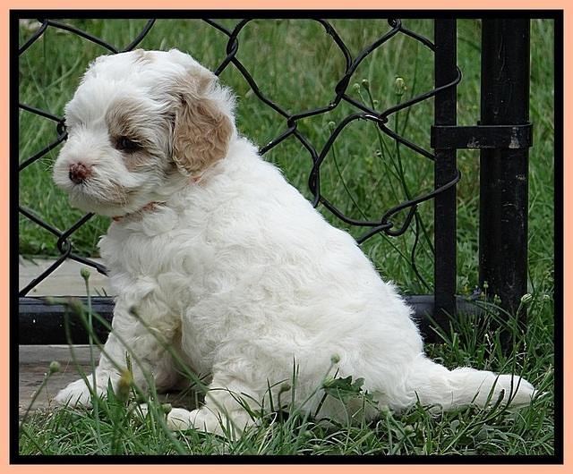 Jolie Buster 5 wks old 540