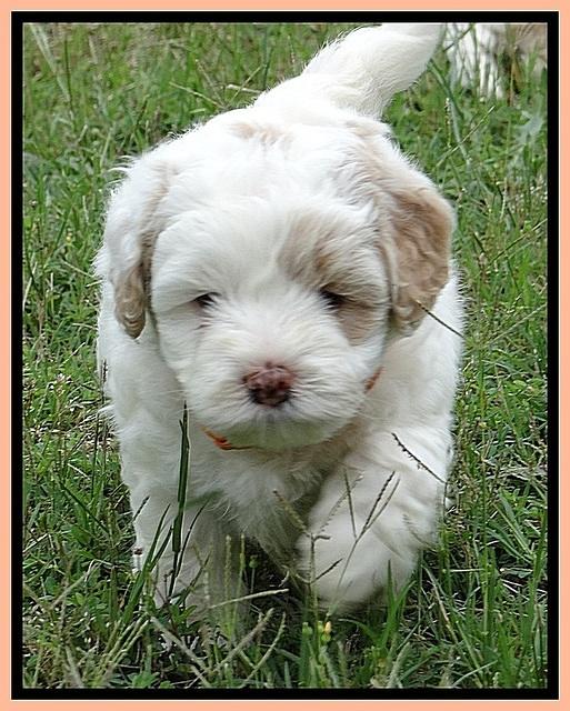 Jolie Buster 5 wks old 550