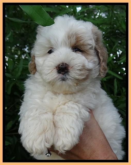 Jolie Buster 7 wks old 271