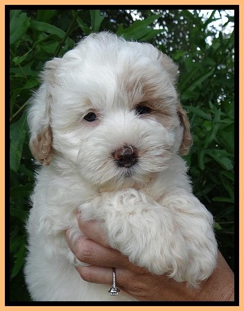 Jolie Buster 7 wks old 291