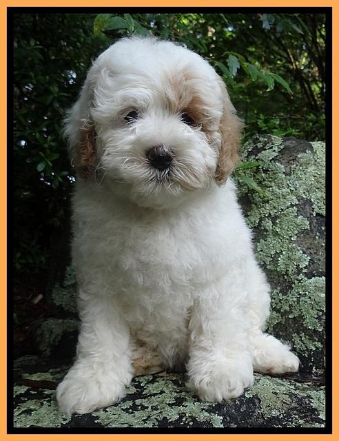 Jolie Buster 8 weeks old 42