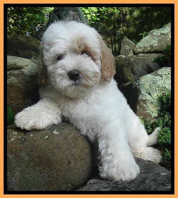 Jolie Buster 8 weeks old 52