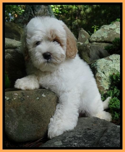 Jolie Buster 8 weeks old 62