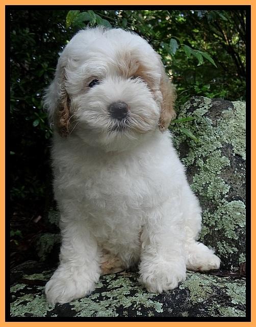 Jolie Buster 8 weeks old 72