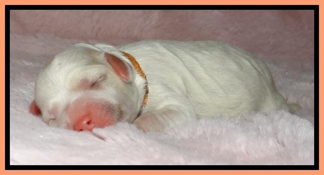 Jolie Buster puppies newborn 9 171