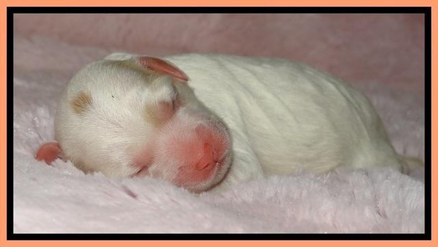 Jolie Buster puppies newborn 9 181