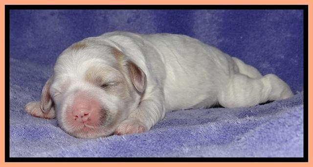 Jolie Buster pups 1 wk old 291
