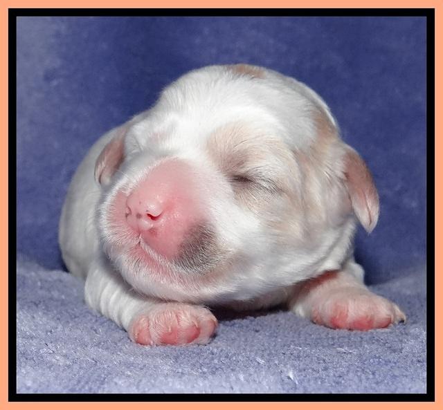 Jolie Buster pups 1 wk old 301