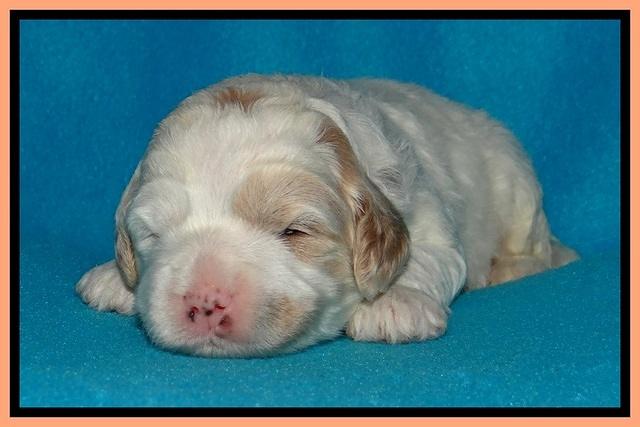 Jolie Buster pups 2 wks old 410