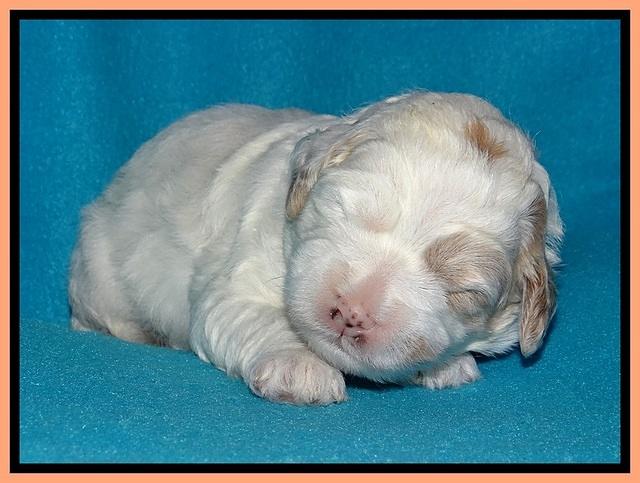 Jolie Buster pups 2 wks old 420