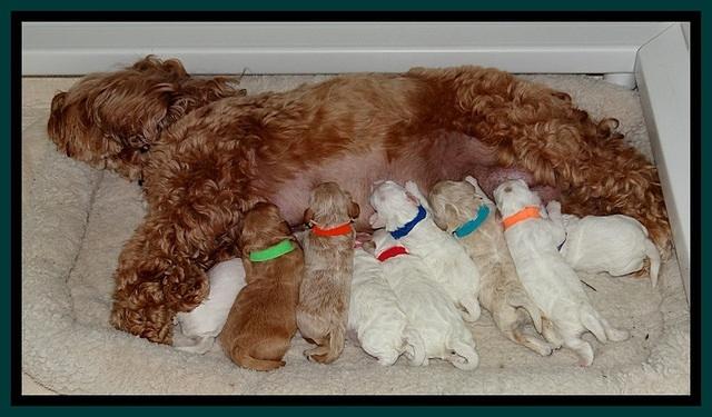 Jolie Buster pups 1 wk old 21