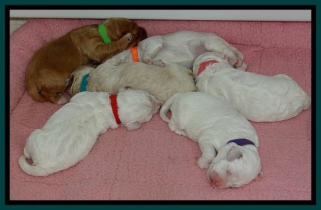 Jolie Buster pups 1.5 wk old 42