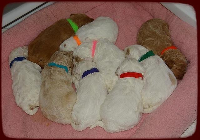 Jolie Buster pups 2 wks old 10