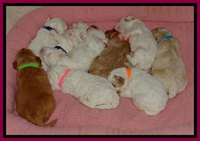 Jolie Buster pups 2 wks old 20