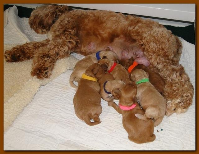 Jolie Ripley puppies 1 week old 088