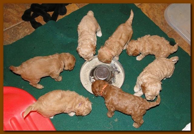 Jolie Ripley puppies 4-5 weeks old 058