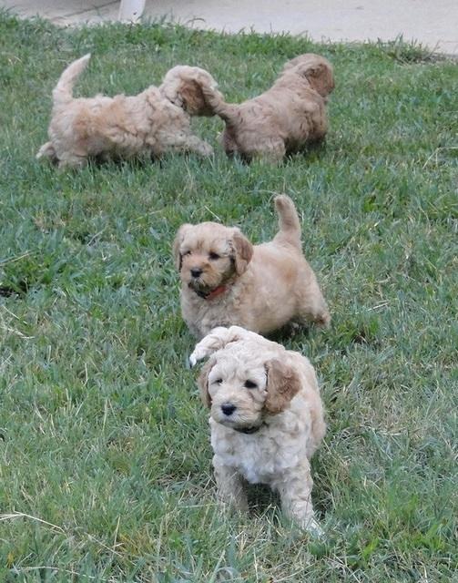 Jolie Ripley puppies 6 weeks old playtime 3 001