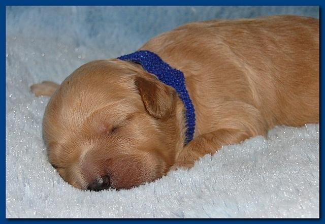 Jolie Ripley puppies 1 week old 013