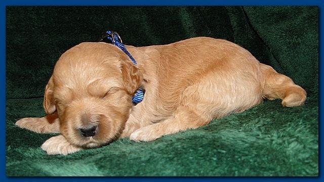 Jolie Ripley puppies 2 weeks old 009