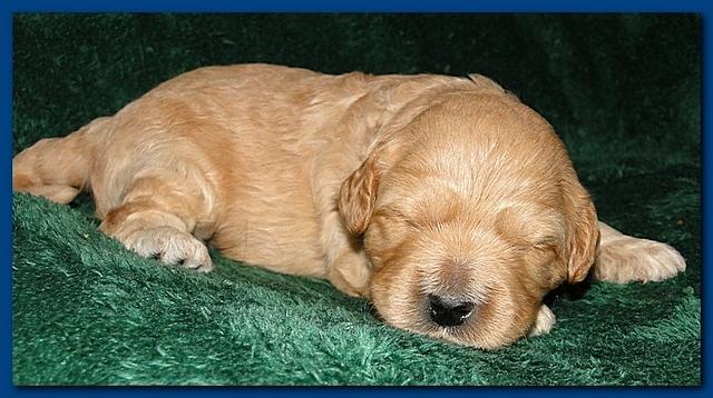 Jolie Ripley puppies 2 weeks old 013
