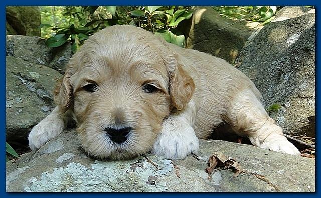 Jolie Ripley puppies 3 weeks old 012
