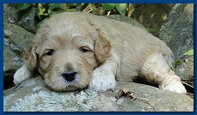 Jolie Ripley puppies 3 weeks old 014