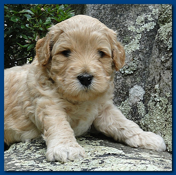 Jolie Ripley puppies 4 weeks old 010