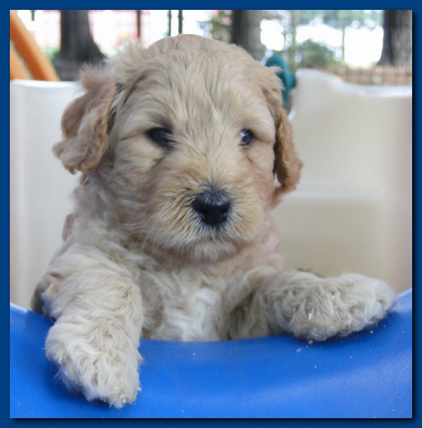 Jolie Ripley puppies 4-5 weeks old 045