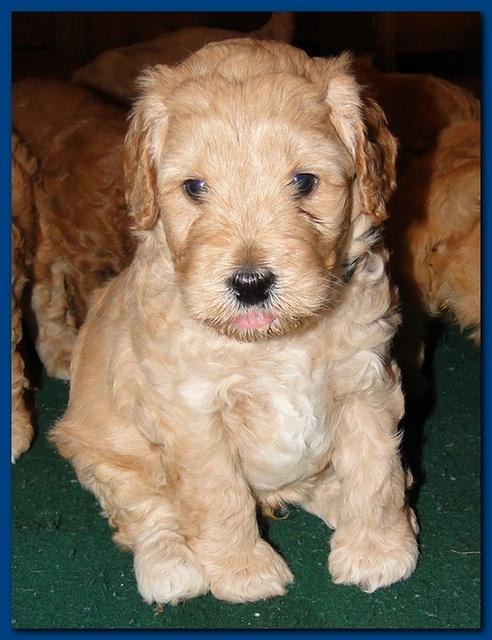 Jolie Ripley puppies 4-5 weeks old 061