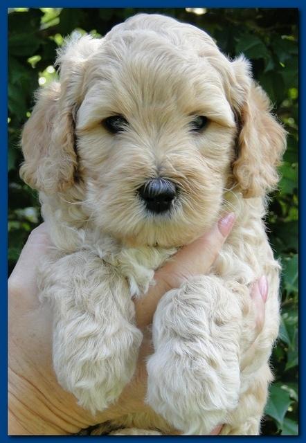 Jolie Ripley puppies 5.5 weeks faces 006