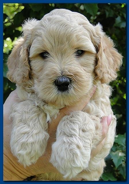 Jolie Ripley puppies 5.5 weeks faces 008