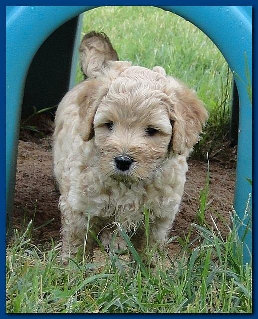 Jolie Ripley puppies 6 weeks old 3 022