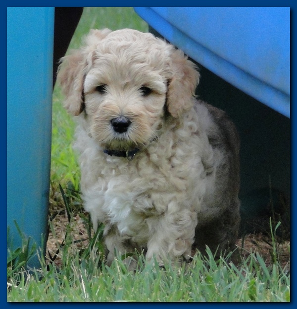 Jolie Ripley puppies 6 weeks old playtime 3 013