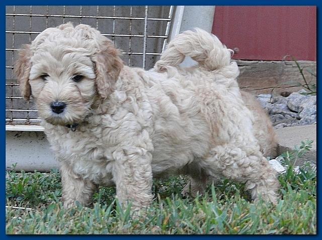 Jolie Ripley puppies 7 weeks old 058