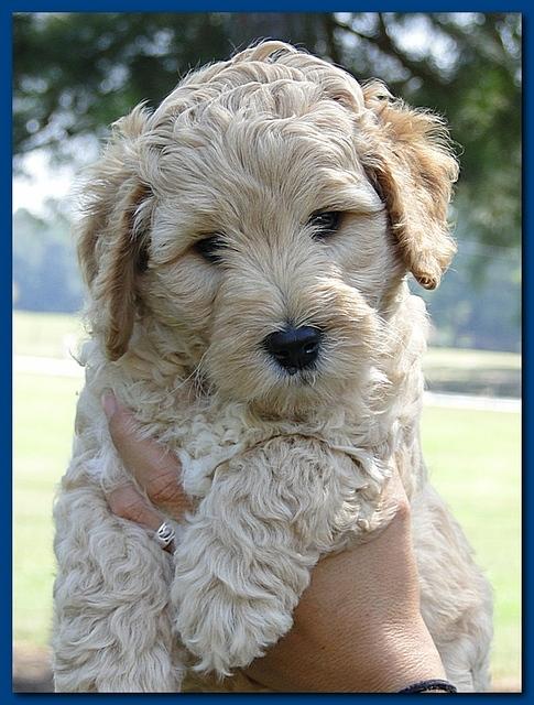 Jolie Ripley puppies 7 weeks old heads 034