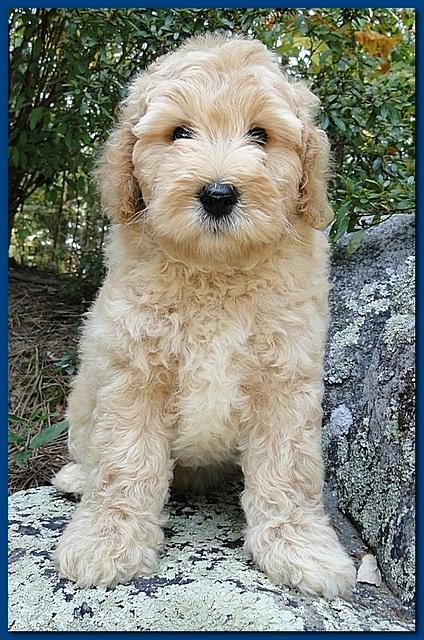 Jolie Ripley puppies 8 weeks old Blue 002