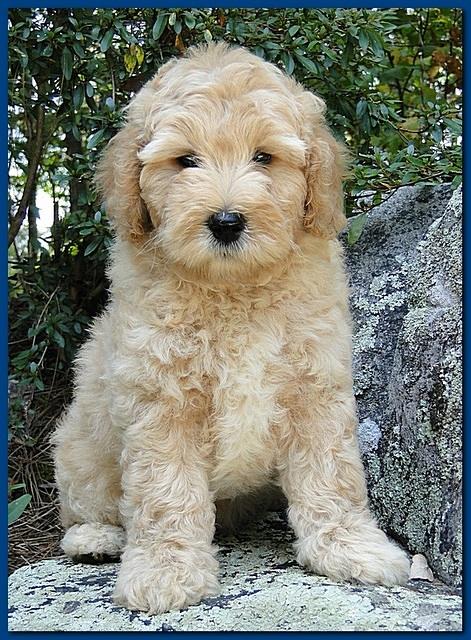 Jolie Ripley puppies 8 weeks old Blue 003