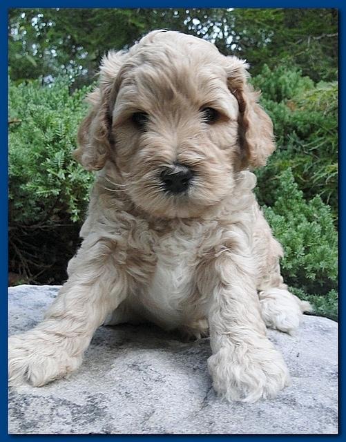 Jolile Rilpley puppies 5 weeks old 009