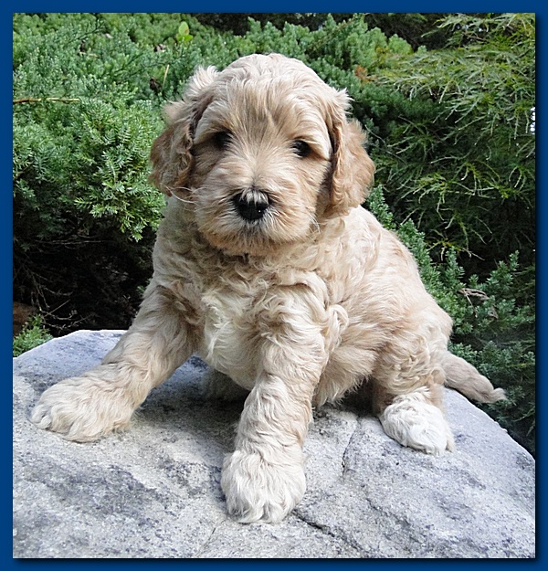 Jolile Rilpley puppies 5 weeks old 2 002