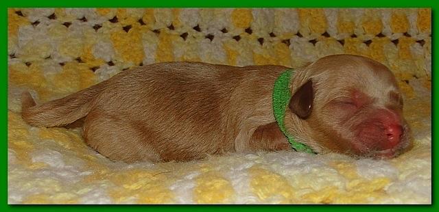 Jolie Ripley puppies 1 day old 029